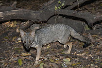 Sechuran Fox (Lycalopex sechurae), Chaparri Reserve, Peru