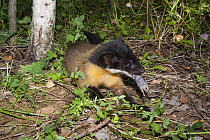 Yellow-throated Marten (Martes flavigula) swallowing rodent, native to Asia