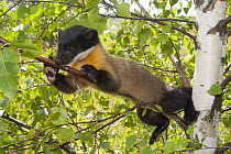 Yellow-throated Marten (Martes flavigula) in tree, native to Asia