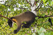 Yellow-throated Marten (Martes flavigula) in tree, native to Asia