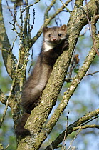 Beech Marten (Martes foina) in tree, native to Europe and Asia