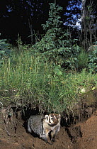 American Badger (Taxidea taxus) at burrow, native to North America