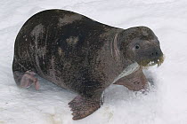 Pacific Walrus (Odobenus rosmarus divergens) calf, native to northern Pacific