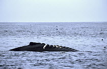Humpback Whale (Megaptera novaeangliae) with boat propeller injury