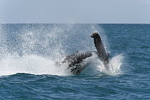 Humpback Whale (Megaptera novaeangliae) tail slapping, Hervey Bay, Queensland, Australia