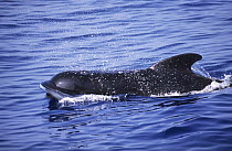 Long-finned Pilot Whale (Globicephala melas) surfacing