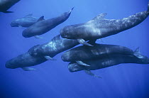 Long-finned Pilot Whale (Globicephala melas) pod