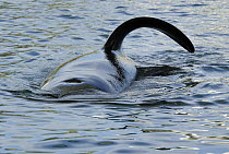 Orca (Orcinus orca) aquarium captive male exhibiting flaccid fin syndrome, Spain