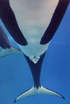 Orca (Orcinus orca) female genitals, Spain