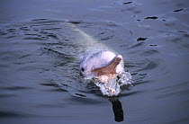 Chinese White Dolphin (Sousa chinensis) at surface, southeast Asia