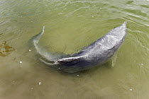 Chinese White Dolphin (Sousa chinensis) in shallow water, southeast Asia