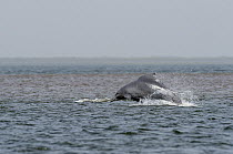 Atlantic Hump-backed Dolphin (Sousa teuszii) porpoising, Senegal