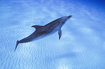 Atlantic Spotted Dolphin (Stenella frontalis), Senegal