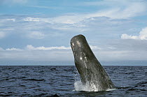 Sperm Whale (Physeter macrocephalus) breaching, Portugal