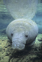 West Indian Manatee (Trichechus manatus), native to western north Atlantic