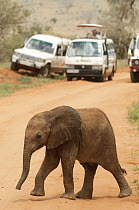 African Elephant (Loxodonta africana) calf crossing road in front of tourist vehicles, Africa