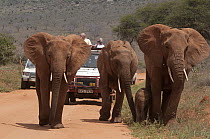 African Elephant (Loxodonta africana) herd protecting calf on road in front of tourist vehicles, Africa