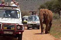 African Elephant (Loxodonta africana) crossing road near tourist vehicles, Africa