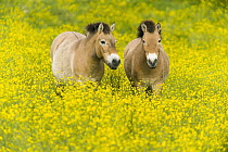 Przewalski's Horse (Equus ferus przewalskii) pair in field, native to central Asia