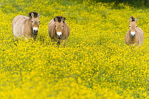 Przewalski's Horse (Equus ferus przewalskii) trio in field, native to central Asia