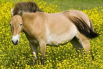 Przewalski's Horse (Equus ferus przewalskii) in field, native to central Asia