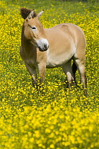 Przewalski's Horse (Equus ferus przewalskii) in field, native to central Asia