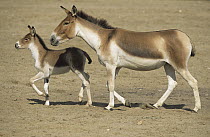 Kiang (Equus kiang) mother and foal running, native to Asia