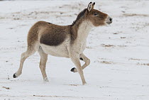 Kiang (Equus kiang) running through snow, native to Asia