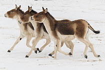 Kiang (Equus kiang) trio running through snow, native to Asia