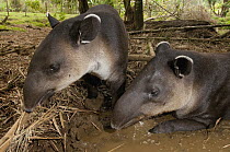 Baird's Tapir (Tapirus bairdii) pair feeding and wallowing in mud, native to Central and South America