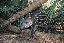 Brazilian Tapir (Tapirus terrestris) calf, native to South America