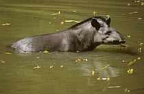 Brazilian Tapir (Tapirus terrestris) in water, native to South America