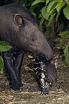 Brazilian Tapir (Tapirus terrestris) female nuzzling calf, native to South America