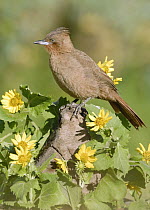 Brown Cacholote (Pseudoseisura lophotes) amid wildflowers, Buenos Aires, Argentina