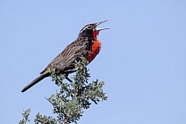 Long-tailed Meadowlark (Sturnella loyca) calling, Buenos Aires, Argentina