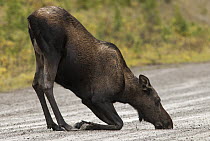 Moose (Alces alces andersoni) female drinking water from rain puddle in road, Alberta, Canada