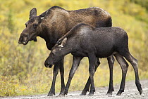 Moose (Alces alces andersoni) mother and calf walking in rain, Alberta, Canada