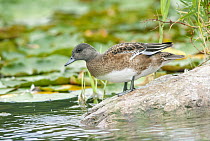 American Wigeon (Anas americana) on shore, Montreal, Quebec, Canada