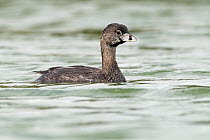 Pied-billed Grebe (Podilymbus podiceps), Buenos Aires, Argentina