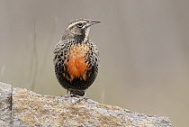 Long-tailed Meadowlark (Sturnella loyca), Buenos Aires, Argentina