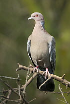 Picazuro Pigeon (Patagioenas picazuro), Buenos Aires, Argentina
