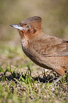 Brown Cacholote (Pseudoseisura lophotes), Buenos Aires, Argentina