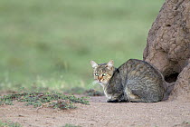 African Wild Cat (Felis silvestris lybica), Masai Mara, Kenya