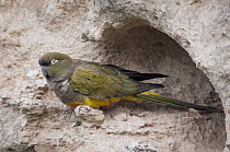 Burrowing Parrot (Cyanoliseus patagonus) at burrow entrance, Buenos Aires, Argentina