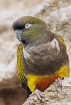 Burrowing Parrot (Cyanoliseus patagonus), Buenos Aires, Argentina