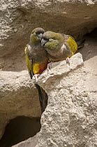 Burrowing Parrot (Cyanoliseus patagonus) pair preening at burrow entrance, Buenos Aires, Argentina