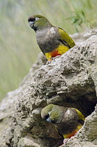 Burrowing Parrot (Cyanoliseus patagonus) pair at burrow entrance, Buenos Aires, Argentina