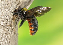 Carpenter Bee (Xylocopa augusti) entering nest in tree, Buenos Aires, Argentina