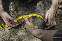 Coyote (Canis latrans) biologists measuring body length of two week old wild pup, Chicago, Illinois
