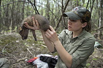 Coyote (Canis latrans) biologist, Abby-Gayle Prieur, examining four week old wild pup, Chicago, Illinois